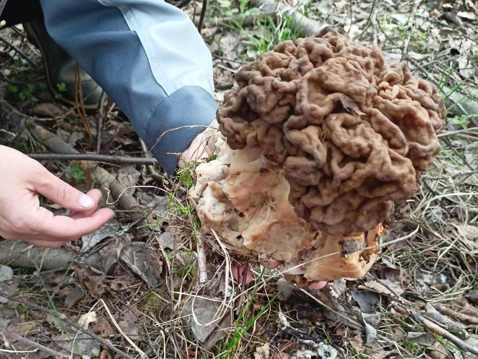 В Беломорском районе грибники обнаружили гигантского строчка