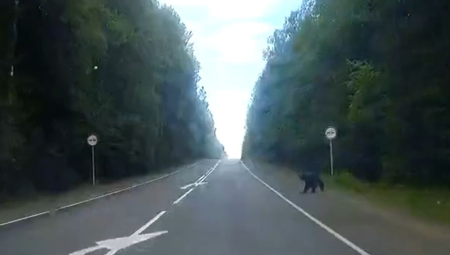 Медведь выбежал на дорогу вблизи Петрозаводска