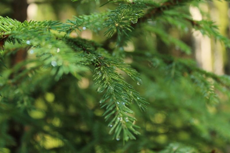 Небольшой дождь и до +25°С: прогноз погоды на 25 июня