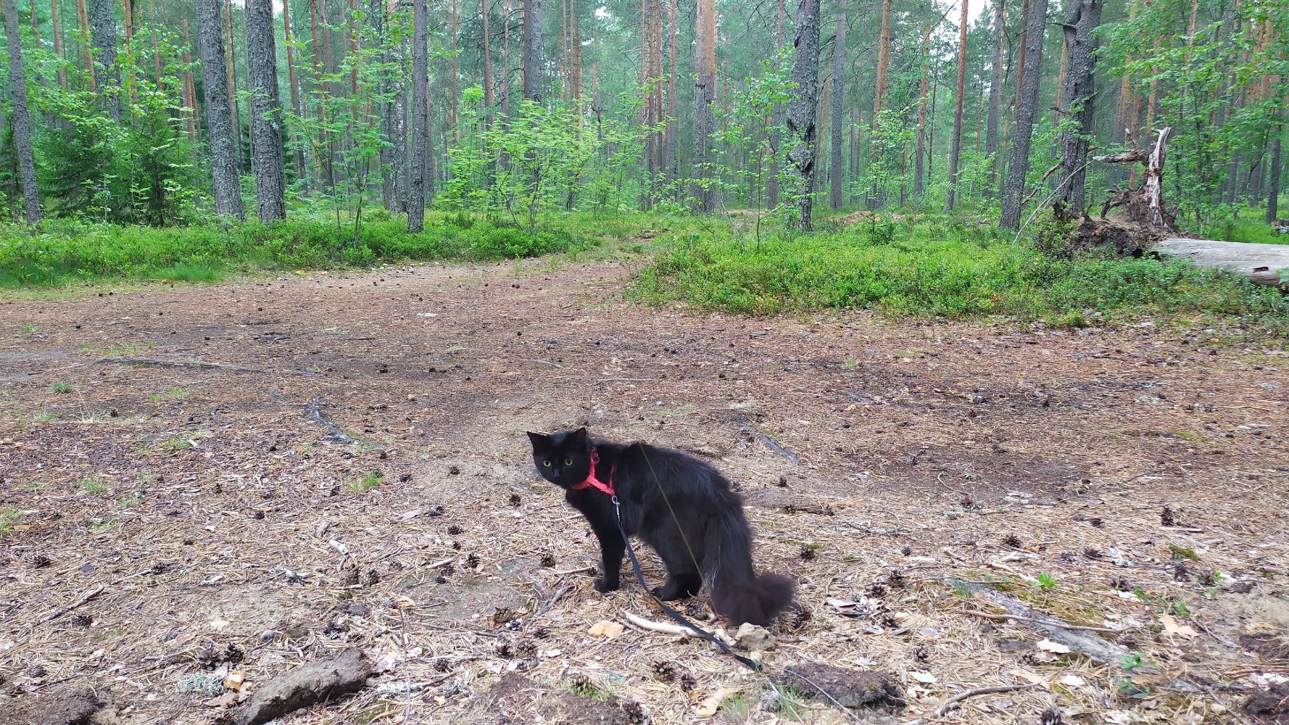 Налоговый вычет можно будет получить за лечение домашних животных