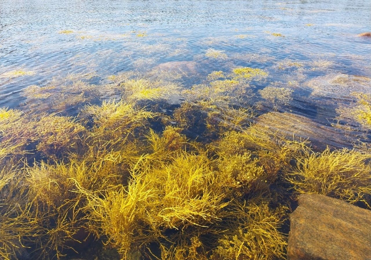 Рыбодобывающие предприятия Карелии приступили к заготовке водорослей