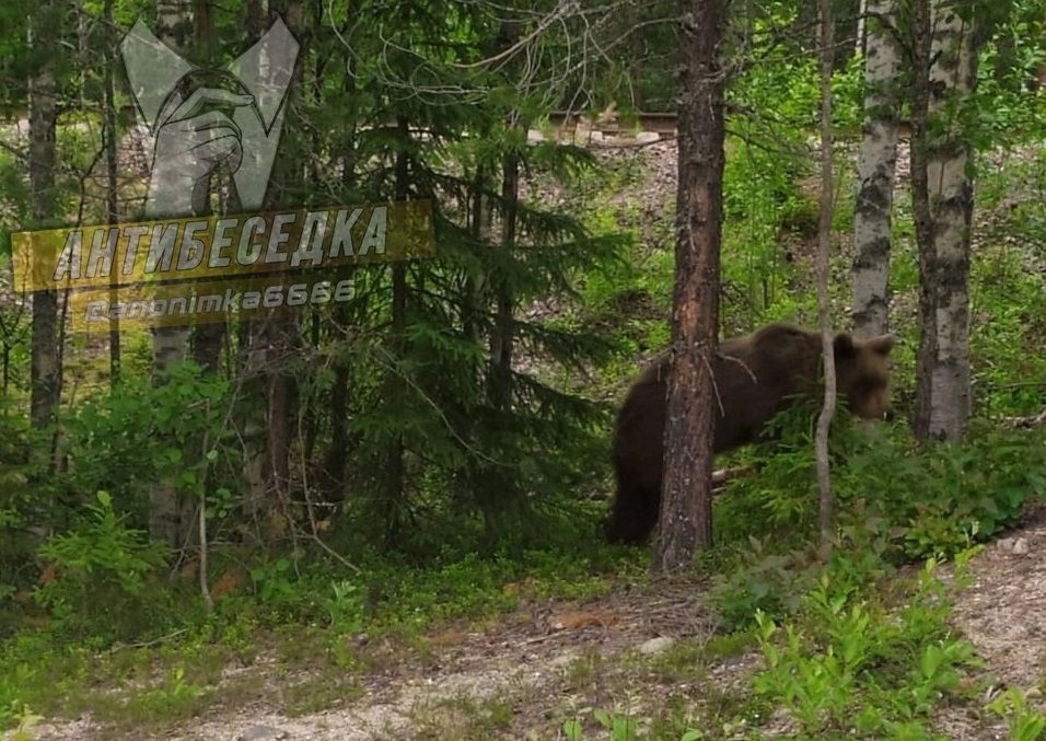 В окрестностях Костомукши гуляет медведь