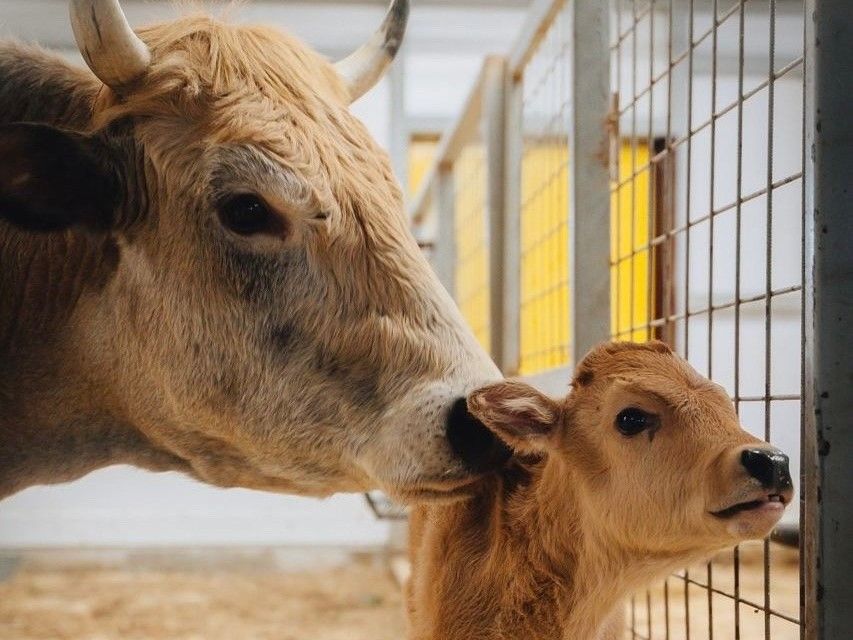 В Карельском зоопарке ответили на критику посетительницы