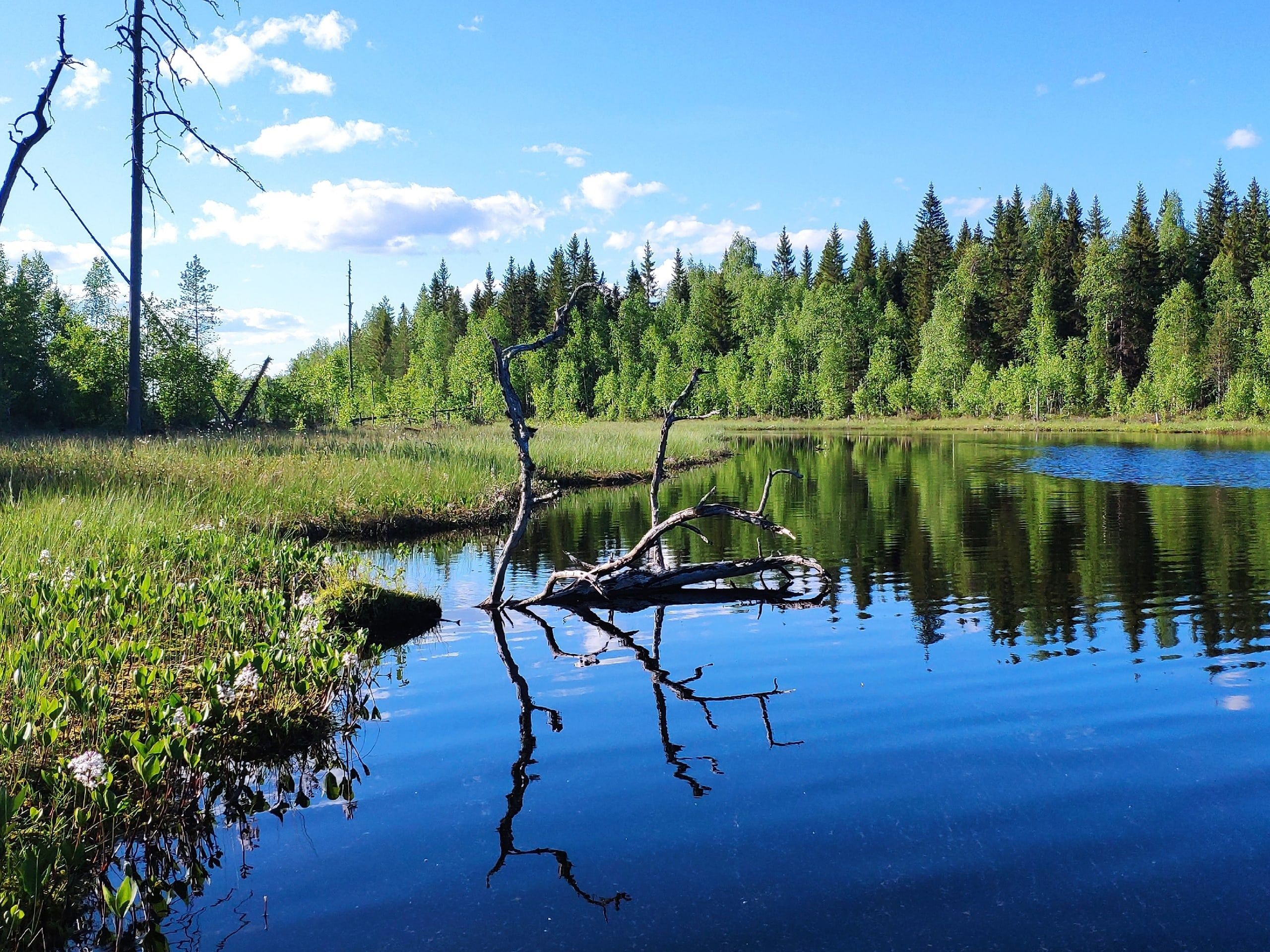 Приближается жара: карельские синоптики дали прогноз на конец июня
