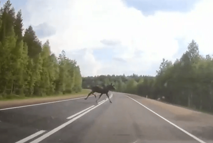 Лось выбежал на трассу «Кола» перед машинами в Карелии