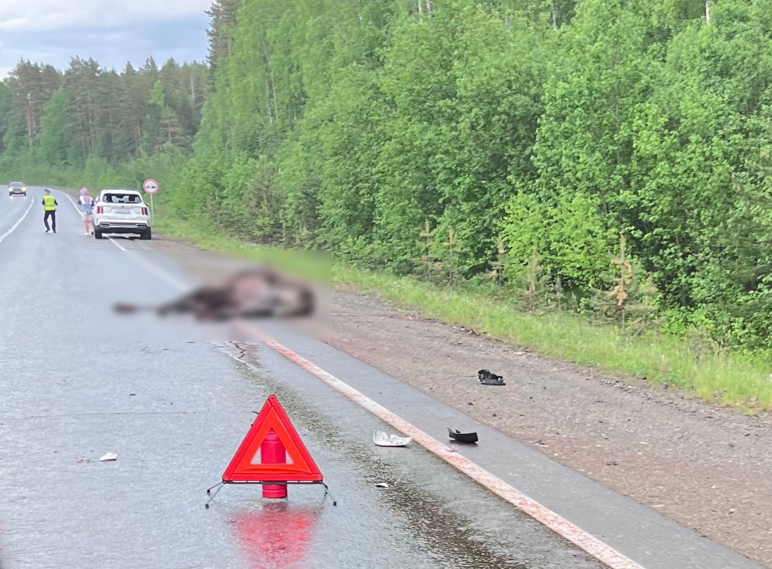 В Карелии насмерть сбили лосиху
