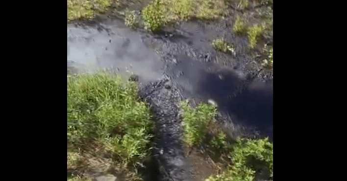 Крупное скопление моторного масла обнаружено в лесу в Карелии