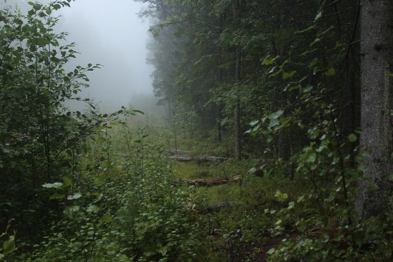 В лесу в Прионежском районе обнаружена свалка рыбных отходов