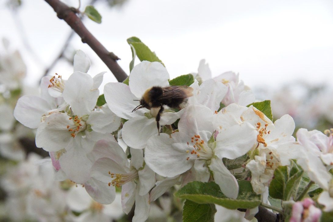 В Ботаническом саду пройдет праздник «Яблоневый цвет»