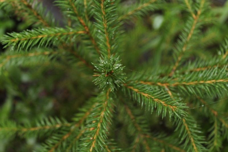 Тепло и кратковременный дождь: прогноз погоды на 19 июня