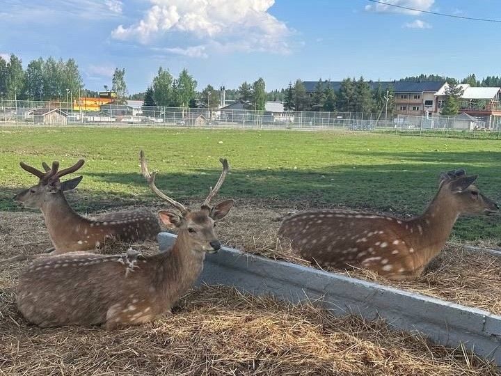 В Карельском зоопарке показали спасенных осенью оленей