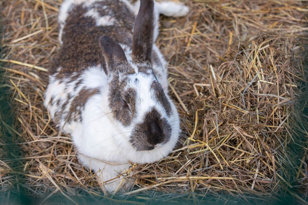 Главврач Республиканской инфекционной больницы рассказала о правилах профилактики туляремии