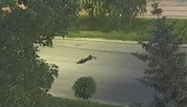 Самокатчик упал в обморок на проезжей части в Петрозаводске — видео