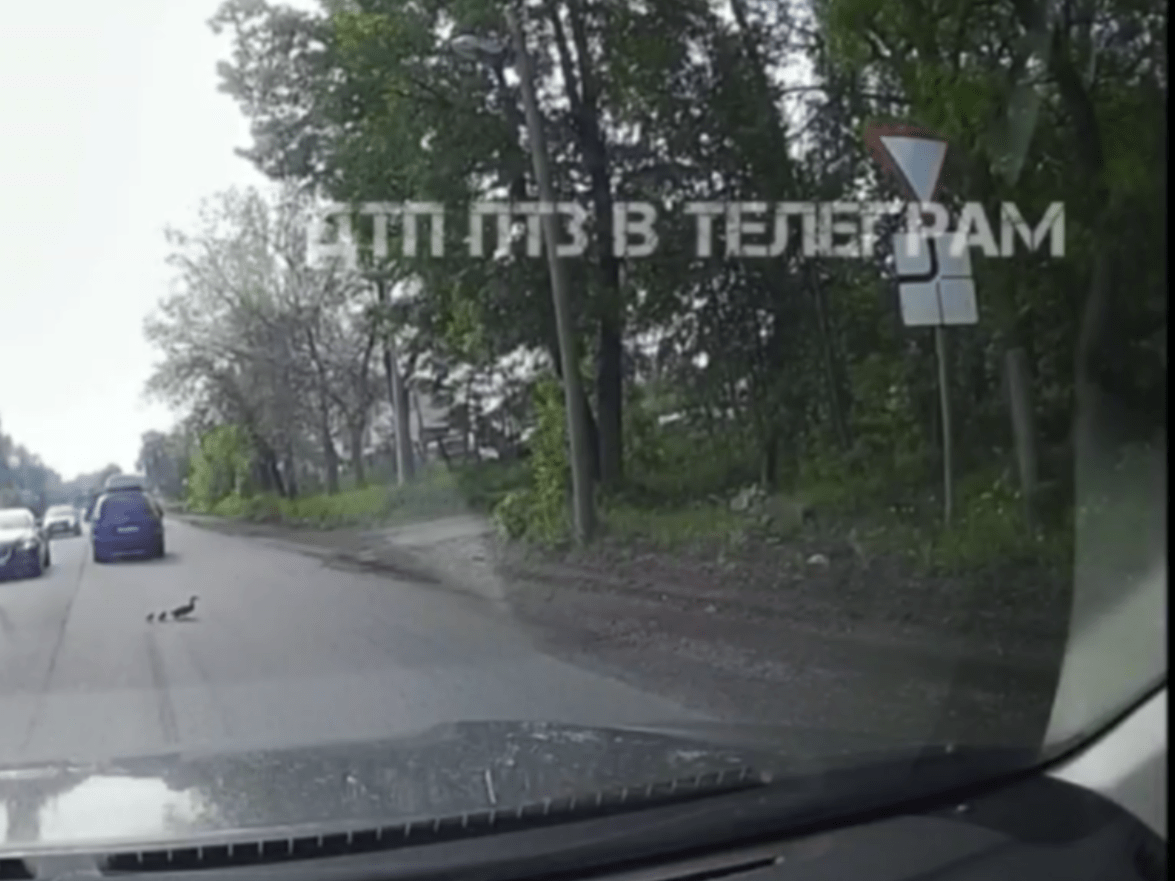 Многодетная мать в Петрозаводске переводила детей в неположенном месте