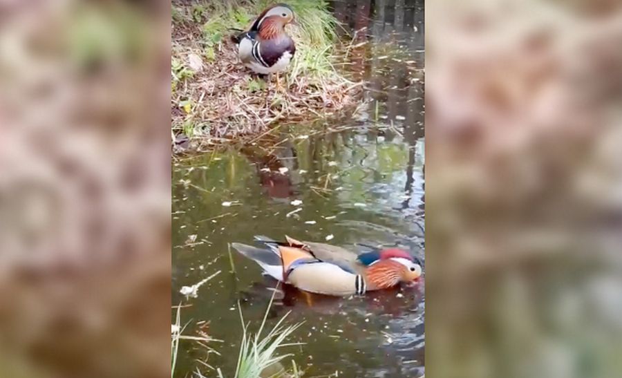 В Сегежский район прилетели редкие утки-мандаринки