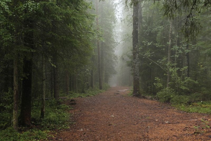 Ночью местами похолодает до +2°С: прогноз погоды на 24 июня