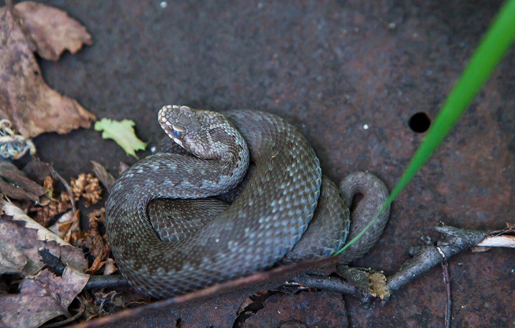 Укушенный гадюкой житель Карелии случайно привез змею в больницу