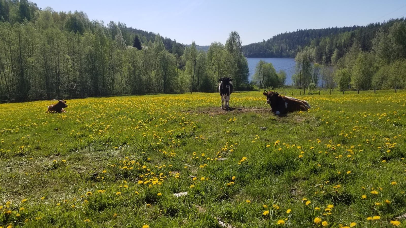 Так ли полезны органические продукты, выяснили карельские ученые
