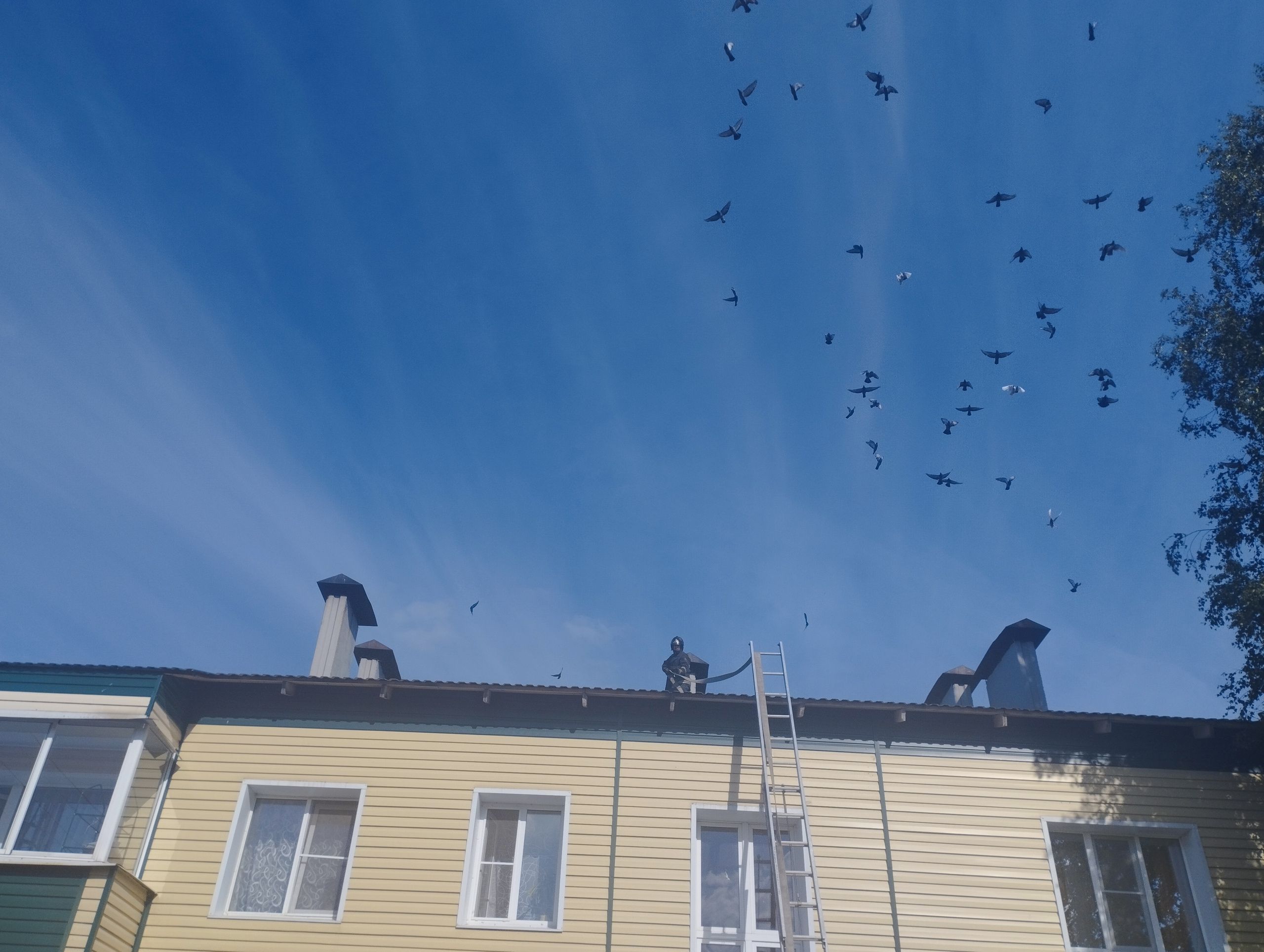 Массовую гибель голубей зафиксировали в Олонецком районе