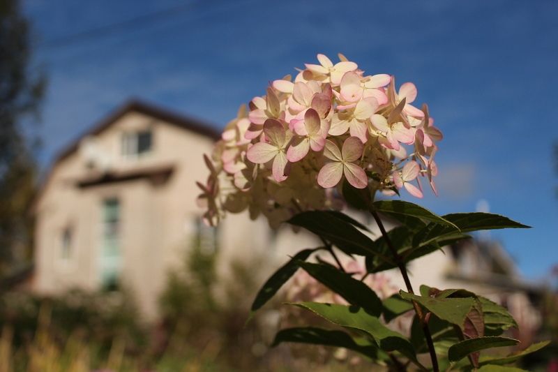 Дача у озера привлекла не покупателей, а мошенников
