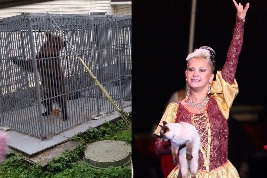 В Петербурге цирковой медведь насмерть загрыз дрессировщицу