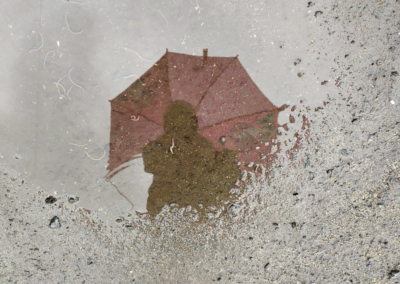 В МЧС Карелии предупредили о ливнях и сильном ветре