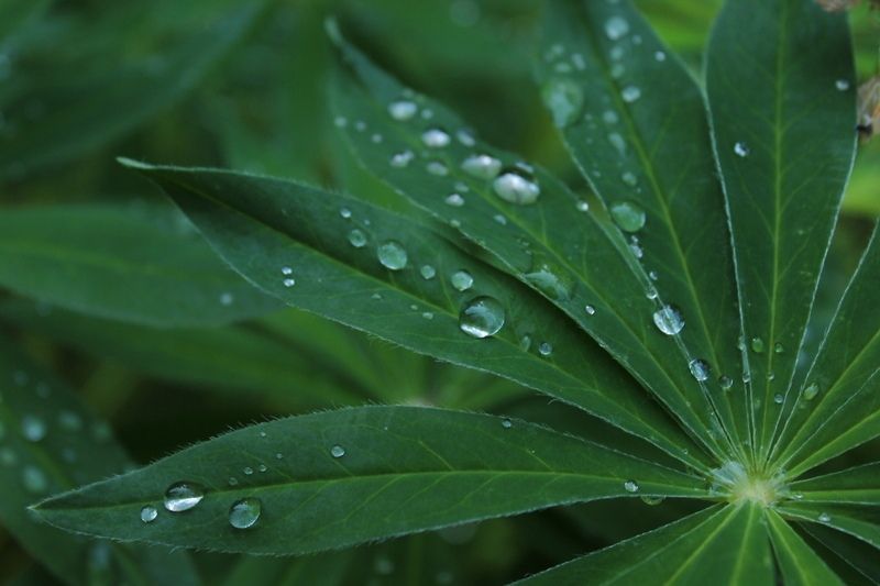 Дождливо и не жарко: прогноз погоды на 6 июля