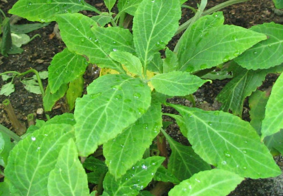 Россиян предупредили об уголовной ответственности за выращивание шалфея и полевой мяты