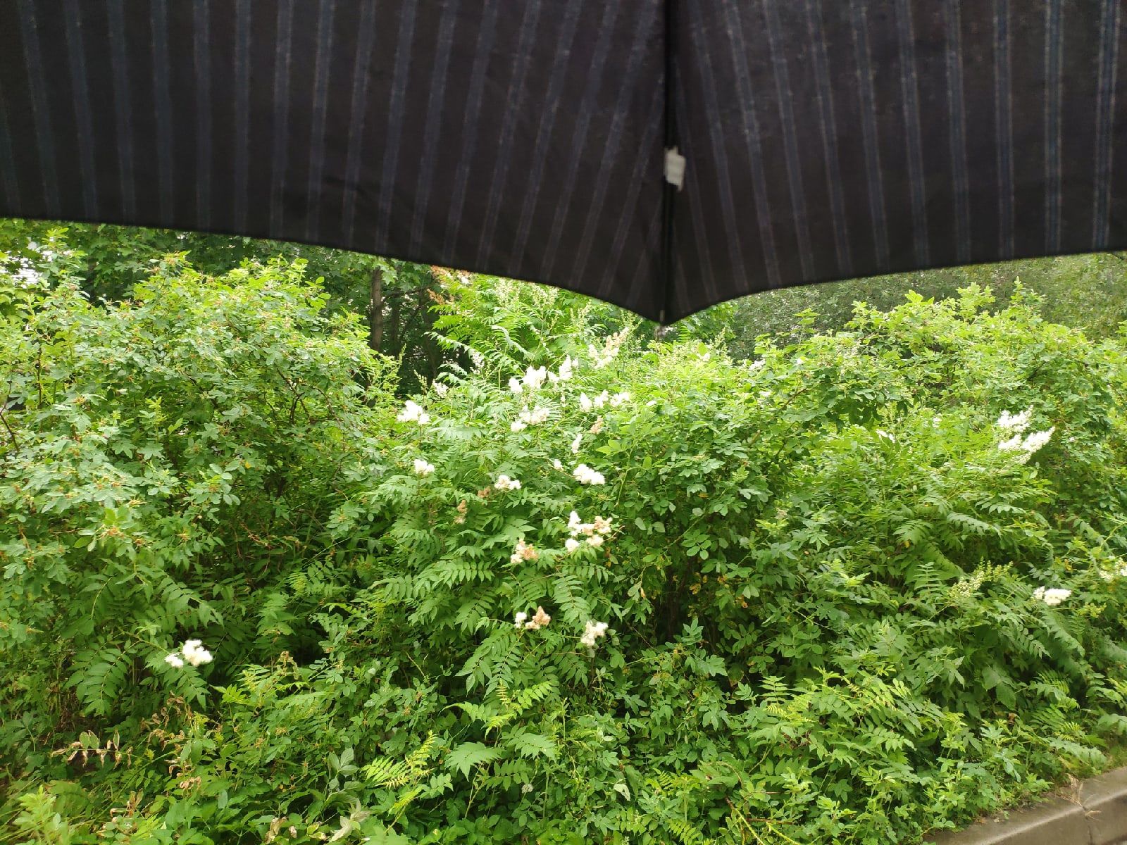 Ветер и иногда дождь. Прогноз погоды в Карелии на 8 июля