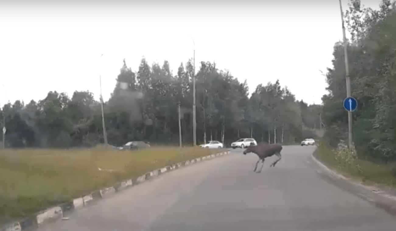 На дорогах Петрозаводска заметили лося