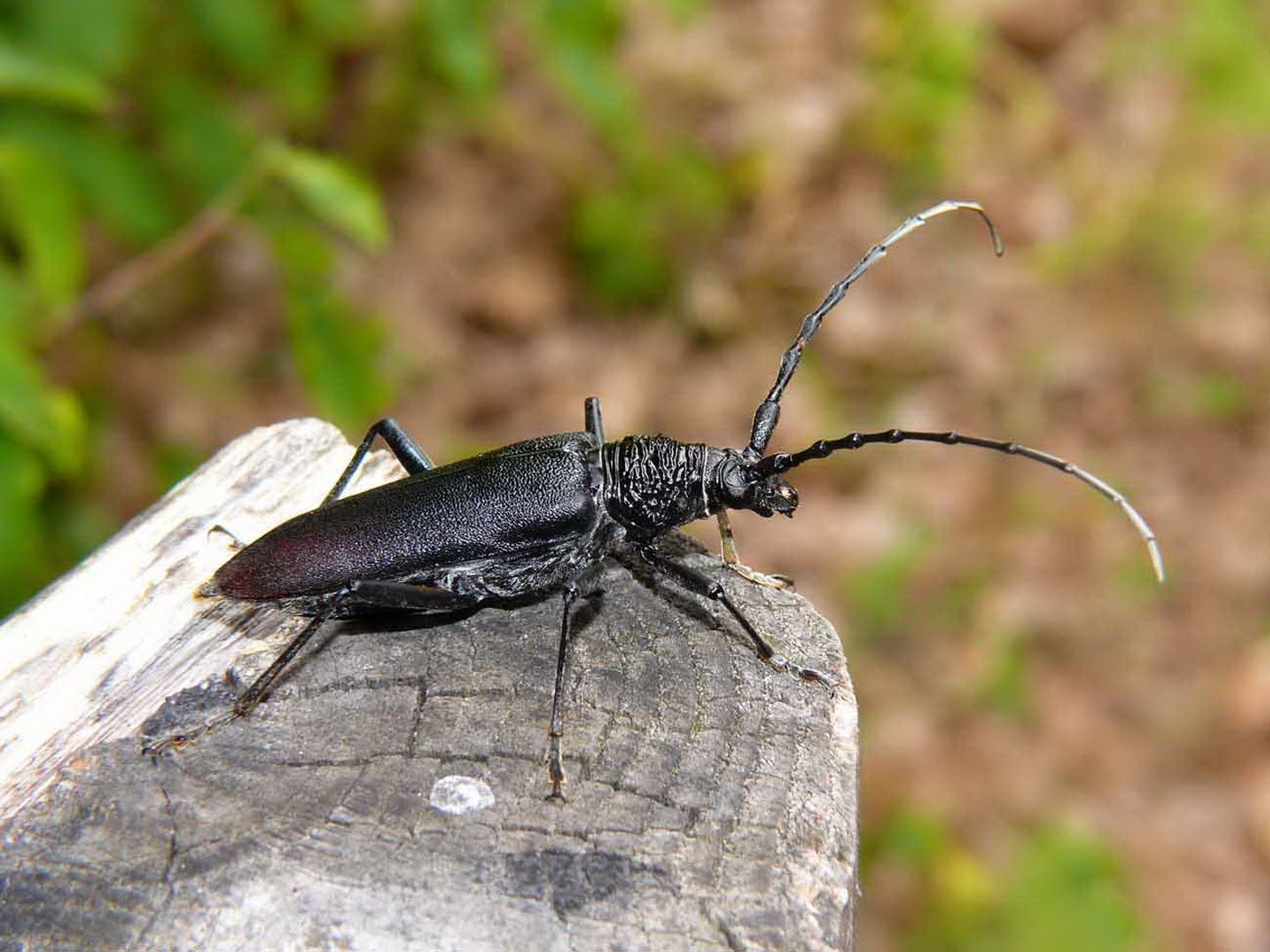 В Карелии установили 620 ловушек на усачей и короедов