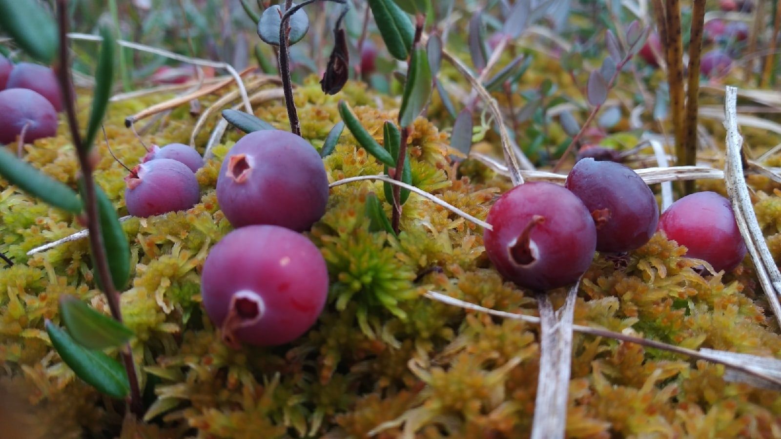 Минприроды Карелии установило сроки для сбора черники и клюквы