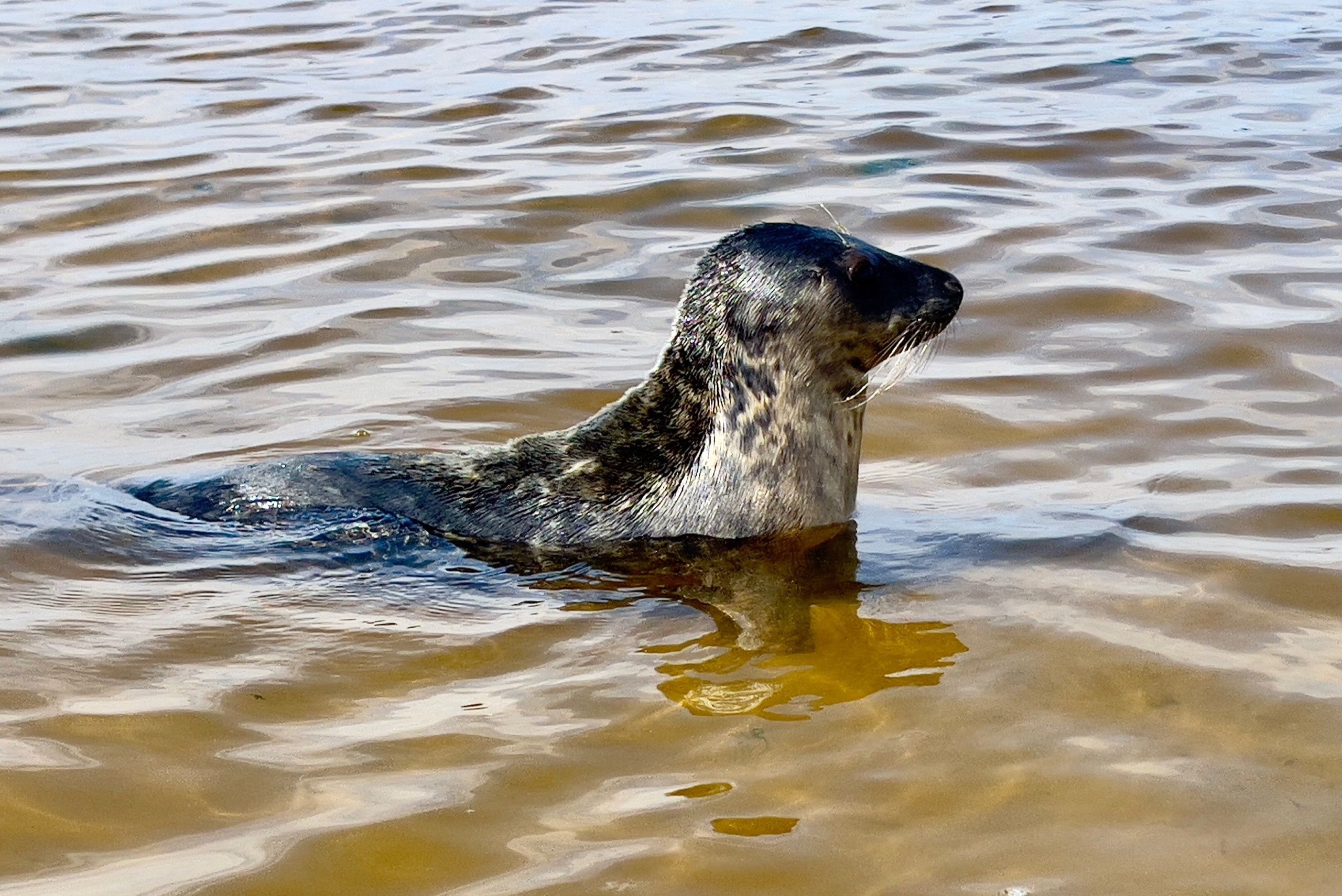 Один из спасенных детенышей нерпы не захотел возвращаться в Ладогу