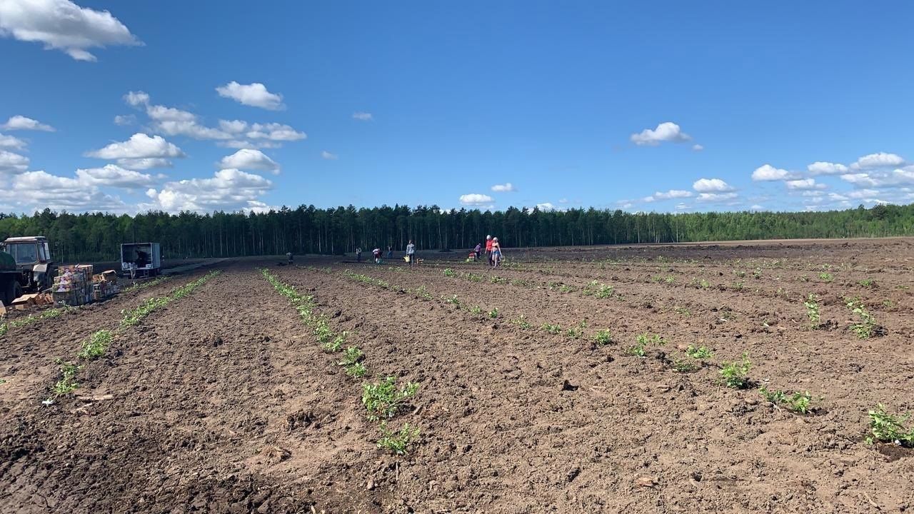 Карельский фермер вырастила 250 кг голубики