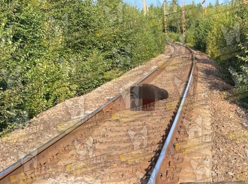 В Карелии поезд насмерть сбил медведя