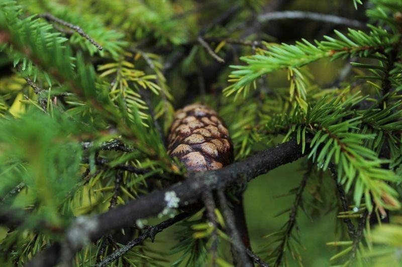Карельские синоптики рассказали, какими будет последние дни лета