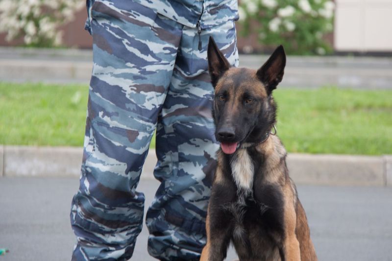 Служебная собака Юта помогла раскрыть дерзкий грабеж в Петрозаводске