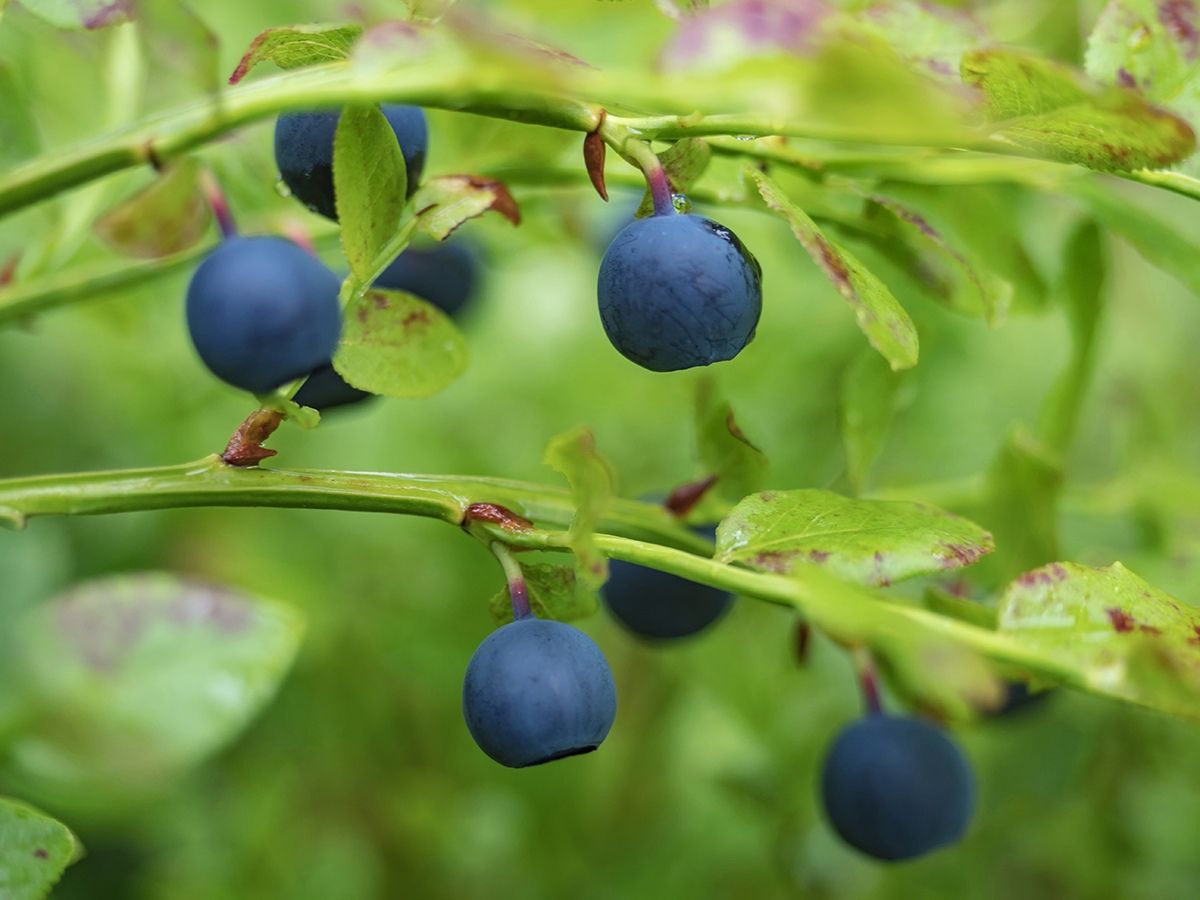 На севере Карелии заготовителей накажут за ранний сбор ягод