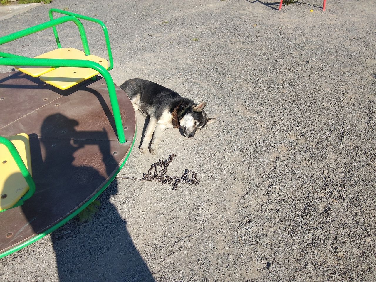 Домашнего пса бросили на улице и пристегнули к карусели в Петрозаводске