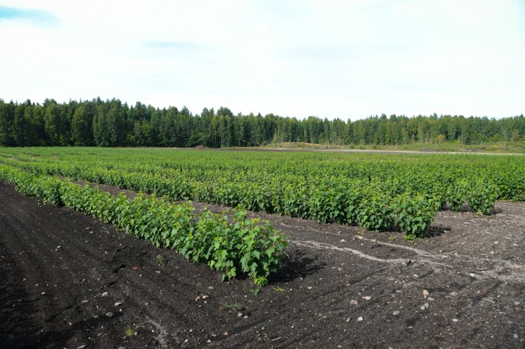 Первую плантацию черной смородины вырастили в Карелии благодаря господдержке