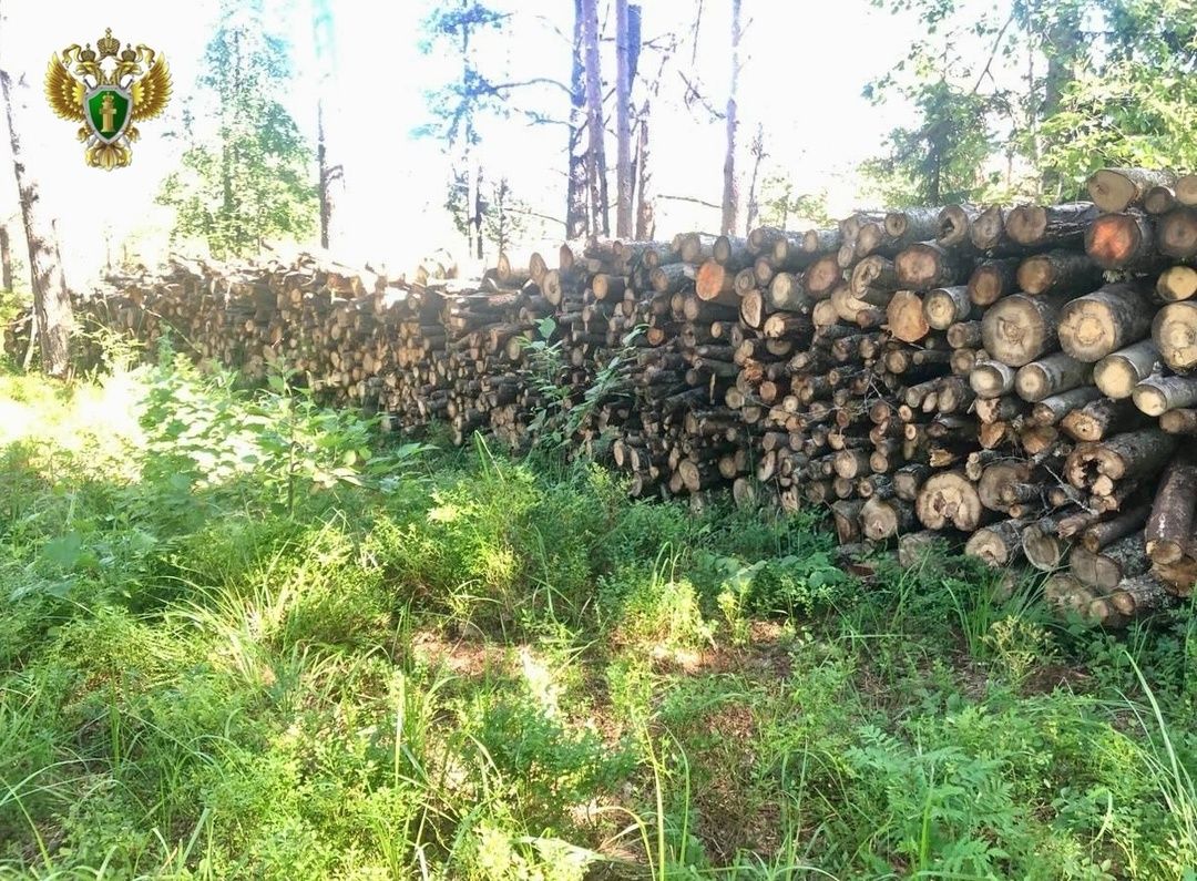 Возбуждены уголовные дела о массовой рубке леса в национальном парке в Карелии