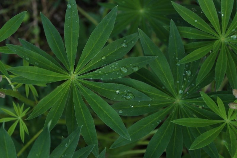 Дожди и грозы: прогноз погоды на 17 августа