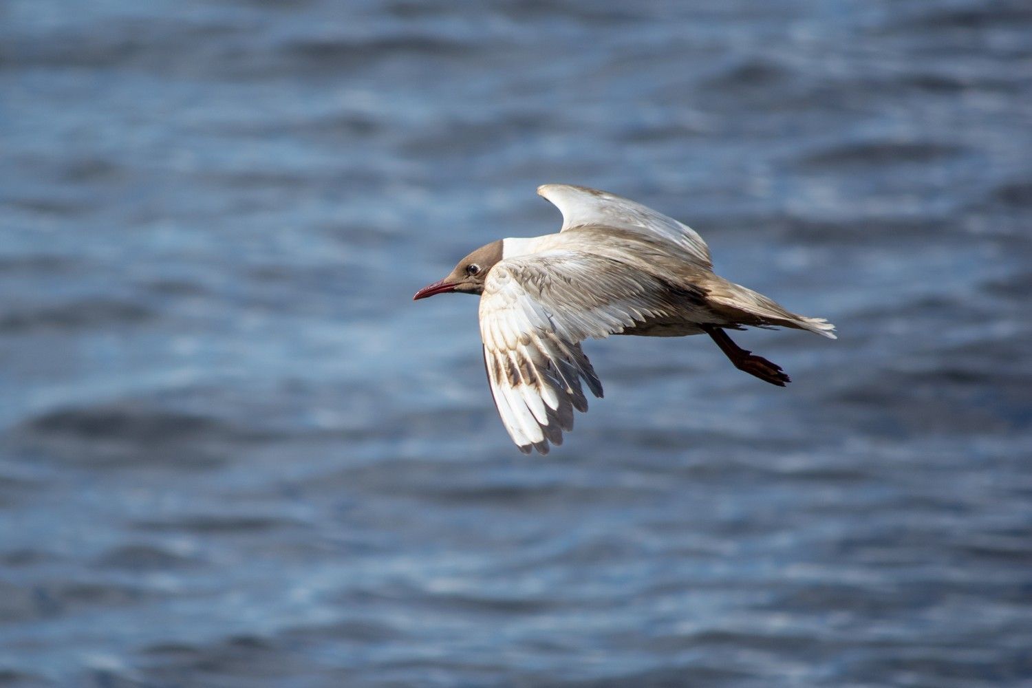 Без осадков и до +23°С. Прогноз погоды на 21 августа