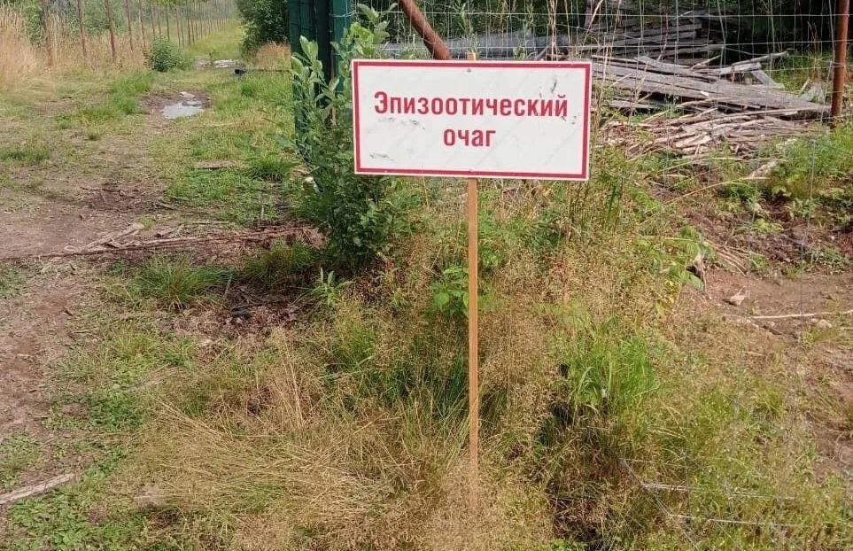 В Минсельхозе Карелии рассказали, как борются со вспышкой африканской чумы свиней в Карелии