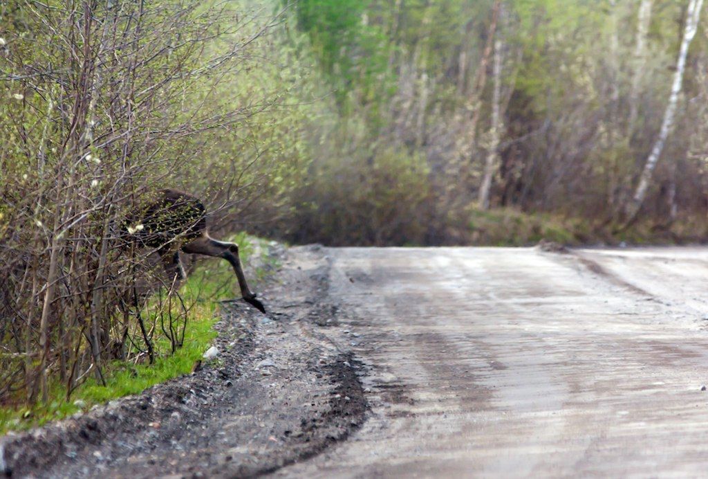 Сегодня в Карелии пройдет жеребьевка разрешений на добычу лося