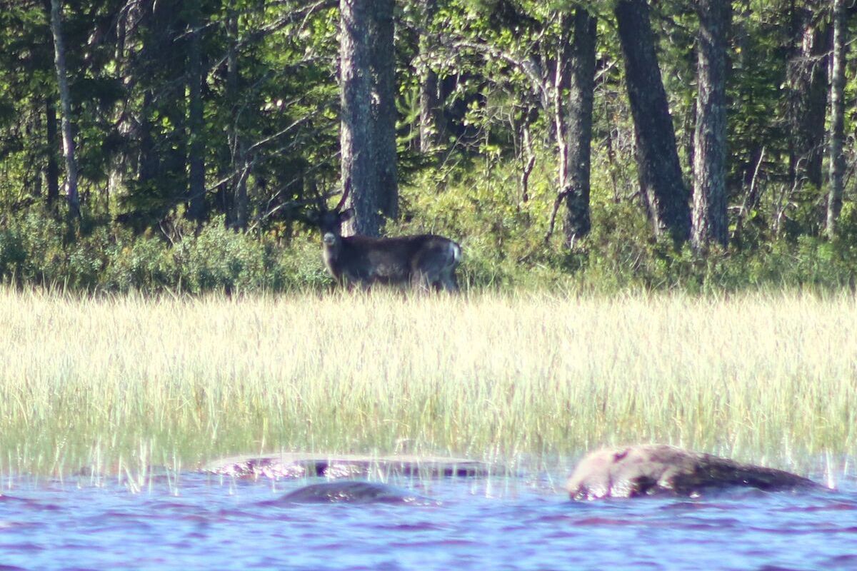 Браконьерство и рубки могут привести к исчезновению северного оленя в Карелии Браконьерство и рубки могут привести к исчезновению северного оленя в Карелии