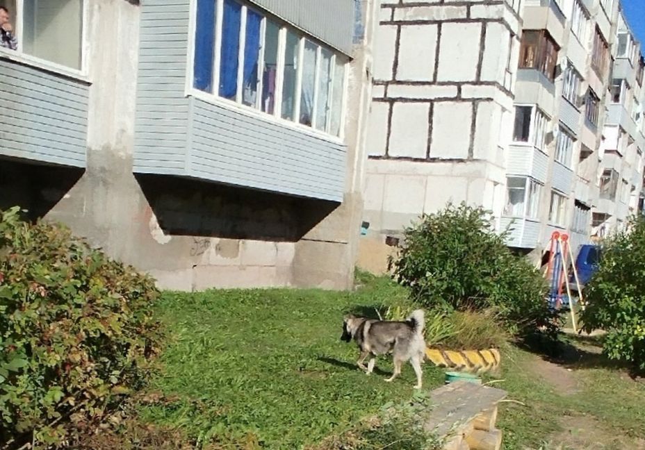 В Кеми собака на самовыгуле укусила ребенка за лицо и продолжает нападать на людей В Кеми собака на самовыгуле укусила ребенка за лицо и продолжает нападать на людей