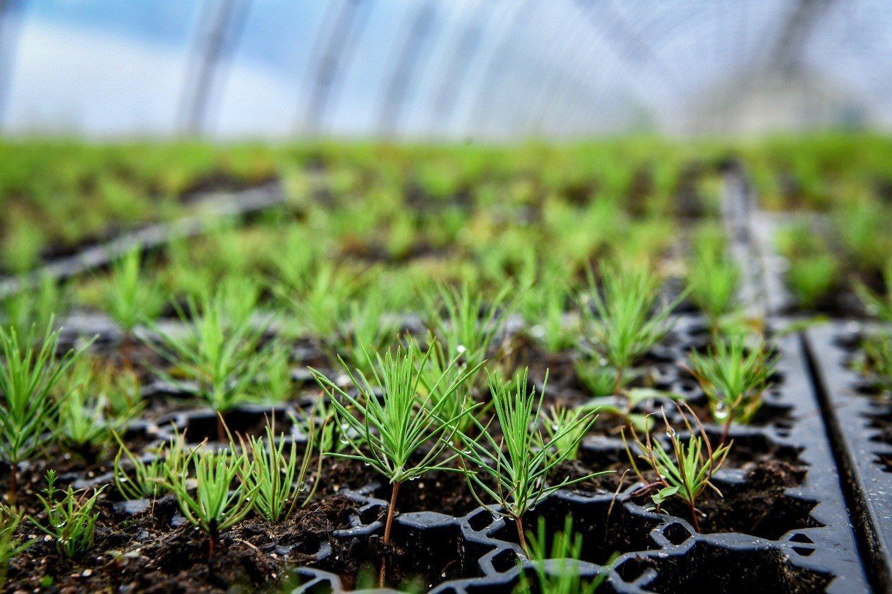 С этого года восстанавливать лес в Карелии будут по принципу «сколько вырубил – столько посади»