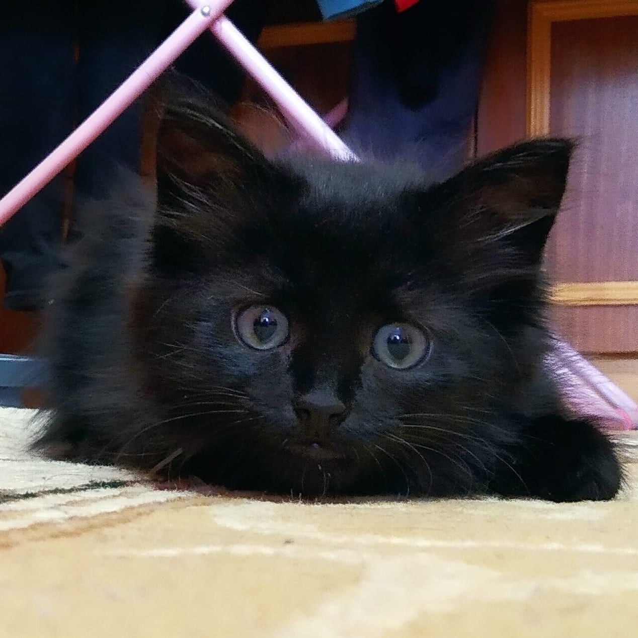 Внимание к проблеме бездомных кошек решили привлечь с помощью фото-кото-челленджа