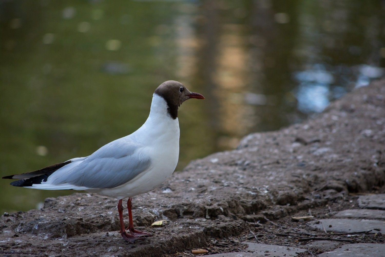 Понедельник будет жарким. Прогноз погоды на 26 августа